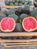 Sprzedam arbuzy odmiany Rosario. Arbuz słodki i soczysty. Posiadam około 10 ton tej odmiany.