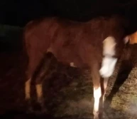 19-latek ukradł klacz i chciał ją wprowadzić do bloku...