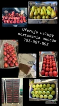 Oferuje usługę sortowania owoców w różne opakowania chętnie podejmę stałą współpracę zapraszam 10 km od Grójca 