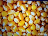 Prodám kukuřice suchá 13%.,DON 1500.