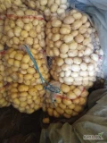 Sprzedam 2 tony młodego ziemniaka świeżo ukopane odmiany Riviera 