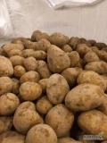Sprzedam ilości tirowe ziemniaka mikado w workach lub bb myte lub brudne zapraszam