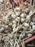 Sprzedam czosnek Harnaś kaliber od 4.5 do 7. Cena zależna od kalibru i sposobu przygotowania.Zapraszam do kontaktu.