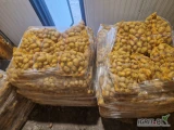 Sprzedam ziemniaki Soraya z jasnej ziemi. Duże ilości. Opakowanie dowolne.