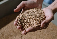 Drugi tydzień marca'23 - dalsze spadki cen zbóż