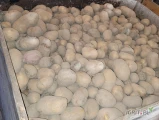 Sprzedam odsort gróbych ziemniaków na pasze. Cena całe 10gr za kilogram/ 50zł za skrzyniopaletye pełną około 500kg. przy większej...