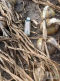 Cebula zimowa na worek lub obieranie ko 100 ton