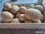 Sprzedam ziemniaki jadalne odmiana Gala,Queen Anne, Soraja z możliwością na mycia ilości tirowe big bag luz 