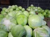 Witam sprzedam kapustę włoska na łyso luzem i biała market