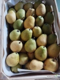 Sprzedam gruszkę lukas żółty ładny gruby.