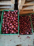 Sprzedam czerwona cebulę kaliber 4.5-7 