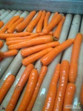 Witam sprzedam marchew handlową, myta po szczotkach, ilosci paletowe  około 200ton opakowanie do uzg wystawiam fakture vat 