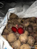 Sprzedam duże ilości buraka czerwonego kaliber 5/10 10+ możliwość umycia 