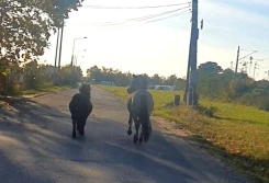 Poszły konie po betonie... w Nakle nad Notecią