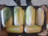 Sprzedam kapustę pekińską 0.5- 1.8 kg ilości paletowe, tirowe
