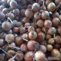 Sprzedam cebulę odmiany swift kaliber od 4,5cm do 8 cm  ,ładna jasna dobrze przylegająca łuska mogę zrobić przez obcinarke opakowanie...