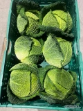Sprzedam kapustę włoską 1-2,5kg. Raczej ilości karton-box. tel 503109898