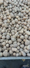 Sprzedam ziemniaki odm. Qeen Anna kaliber 25  45 w ilości 70 ton oraz odm. Gala kaliber 25 - 45 w ilości 100 ton.