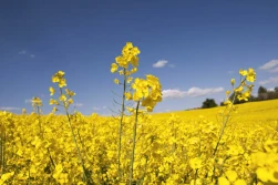 Gdy kwitnie rzepak