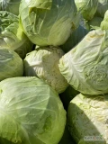 Sprzedam około 6 ton białej kapusty odmiany Gazebo. Kapusta jest dobita i nie przenawożona, cena do uzgodnienia :) 