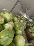 Witam sprzedam kapuste białą i czerwoną -market i  przemysł zapakowaną w karton box zainteresowanych zapraszam ilości cało...