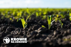 Kukurydza: optymalne warunki do siewu, czyli jakie?