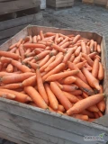 Sprzedam marchew grubą 4+ Opakowanie worek 10 kg, bb, luz. Sochaczew i dowóz w promieniu 100 km. tel 694 676 846