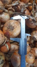 Sprzedam cebule na obieranie 29 gr , 30 ton , 40-75 mm