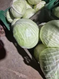 Sprzedam kapustę białą główki 1,5-5kg odmiana Longma. Duże ilości. Możliwy transport. 