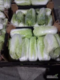 Sprzedam kapuste pekińską handlowa kaliber 600-1700 