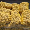 Ukopie na jutro ziemniaka młodego (ilości mniejsze i większe do uzgodnienia), pakowane w worek 15kg. Odmiana riviera, towar gruby spod...