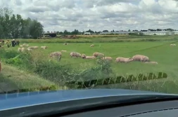 Wywrócona ciężarówka z tucznikami. Zwierzęta rozbiegły się