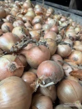 Sprzedam cebulę żółta kaliber 5/7 worek 10/15 kg bigbag cebula fazorowana twarda 