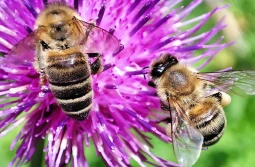 PIORiN odpowiada na pytania o rośliny miododajne