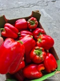 Sprzedam papryke czerwona na przemysl klasa 1 oraz druga 