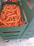Sprzedam duże ilości marchwii handlowej. Towar ładny zdrowy.