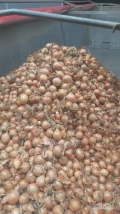 Cebula żółta do pakowania 1klasa. 60%6+, twarda, mocna czysta łuska, Import, dostawa do klienta,