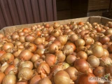 Sprzedam cebulę z siewu około 40 ton 