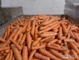Sprzedam Marchew myta małe i duże ilości możliwy transport informacje pod nr tel 727694440.