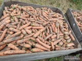 Sprzedam marchew na brudno świeżo kopana za nać duże ilości. cena do ustalenia.