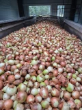 Sprzedam cebule na obieranie , bez łuski ,idealne na obieranie odapad do 20%,kaliber  6-8
