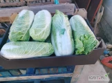 Witam dziś po południu będę miał do sprzedania 2-3palety po 550 kg ładnej kapusty pekińskiej kaliber od 0.5 do 1.80 kg towar...