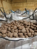 Sprzedam ziemniaki jadalne odmiana Colomba, Lilly, Gala, caliber 50+, pakowane w bigbag, towar certyfikowany, tel. 782685993