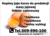 Kupię jaja kurze do produkcji masy jajowej Klatkowe Ściółkowe Wolny wybieg . Duże ilości . Własny transport. Tylko Fermy . Handlarzom...