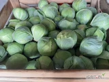 Kapusta biała 1-2,5kg ilość paletowe.