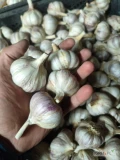 Sprzedam czosnek zimowy harnaś, kaliber 5 cm, obciety 3-5 cm. Czosnek zdrowy, twardy. Dostępna ilość Ok. 7 000 szt. Możliwa wysyłka.