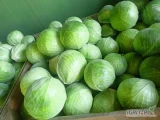 Sprzedam kapustę białą towar marketowy 1-3,5kg. Ilości tirowe lub mniejsze, najlepiej kartonbox 