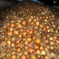 Cebula dymka Sturon 75%6+. Import, ilości tirowe. Dostawa do klienta, cała Polska. Www.river-onions.nl 