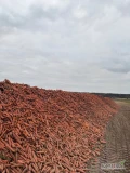 Sprzedam marchew przemysłowa odmiana farah dostępne około 600ton świeżo wykopana, możliwość mycia 