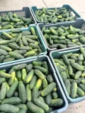 Witam podejmę stała współpracę na sprzedaż ogórków polnych. Odmiana octopus. Na chwilę obecną ok 400 kg w rozmiarze do 12 cm, 150...